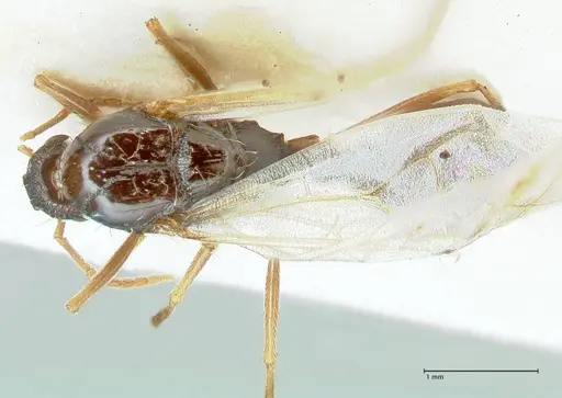 Strongylognathus kratochvili specimen FOCOL2114-2 image focol2114-2_1