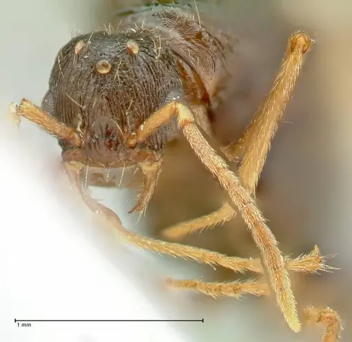Strongylognathus kratochvili specimen FOCOL2114-2 image focol2114-2_2