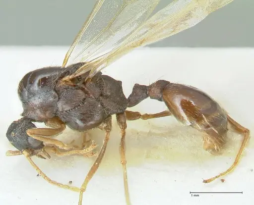 Strongylognathus kratochvili specimen FOCOL2114-2 image focol2114-2_3