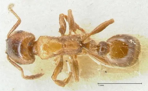Strongylognathus kratochvili specimen FOCOL2115-1 image focol2115-1_1