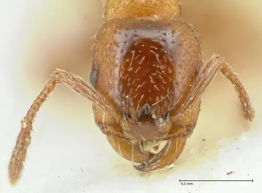 Strongylognathus kratochvili specimen FOCOL2115-1 image focol2115-1_2