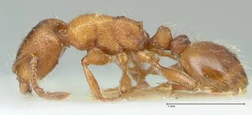 Strongylognathus kratochvili specimen FOCOL2115-1 image focol2115-1_3