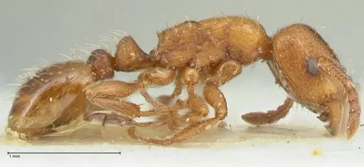 Strongylognathus kratochvili specimen FOCOL2115-1 image focol2115-1_4