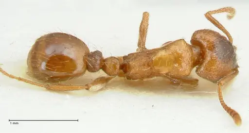 Strongylognathus kratochvili specimen FOCOL2115-2 image focol2115-2_1