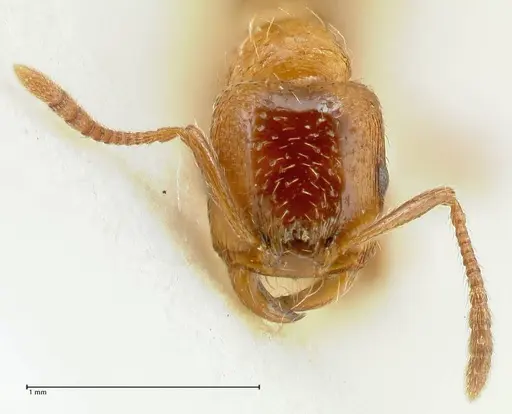 Strongylognathus kratochvili specimen FOCOL2115-2 image focol2115-2_2