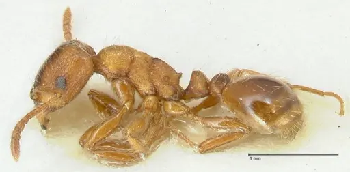 Strongylognathus kratochvili specimen FOCOL2115-2 image focol2115-2_3