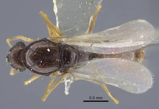 Strongylognathus minutus specimen CASENT0917434 image casent0917434_1