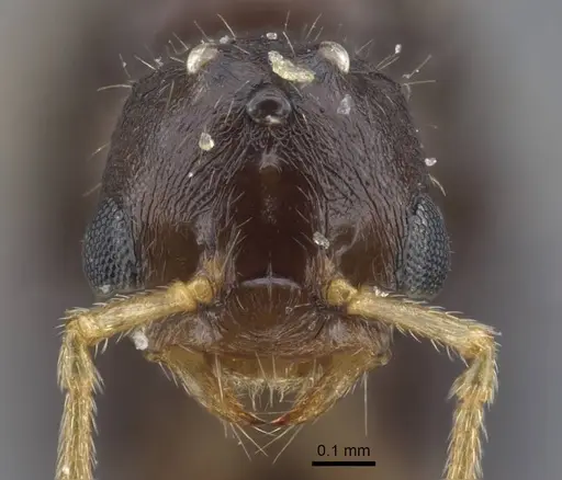 Strongylognathus minutus specimen CASENT0917434 image casent0917434_2