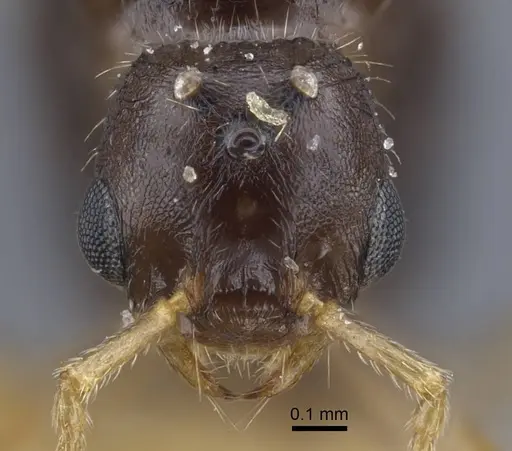 Strongylognathus minutus specimen CASENT0917434 image casent0917434_3