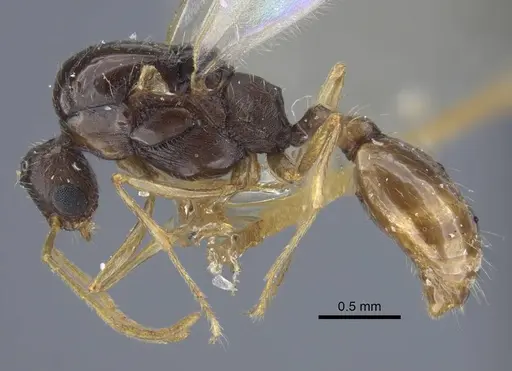Strongylognathus minutus specimen CASENT0917434 image casent0917434_4