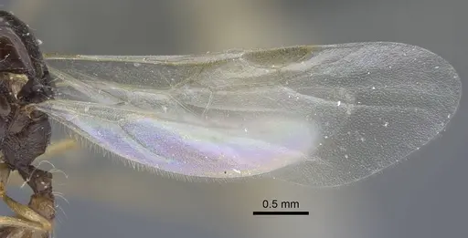 Strongylognathus minutus specimen CASENT0917434 image casent0917434_5