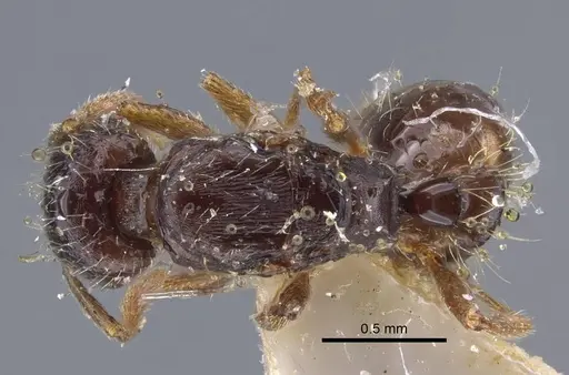 Strongylognathus minutus specimen CASENT0917435 image casent0917435_1