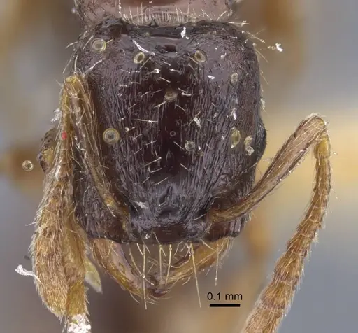 Strongylognathus minutus specimen CASENT0917435 image casent0917435_2