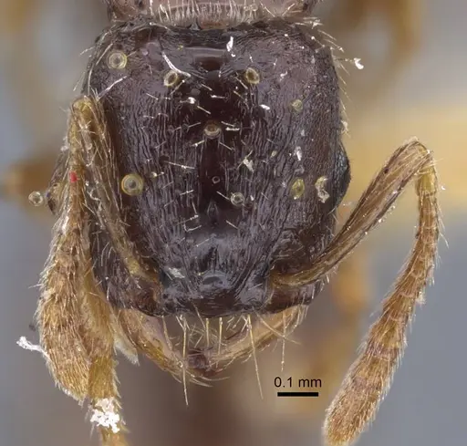 Strongylognathus minutus specimen CASENT0917435 image casent0917435_3
