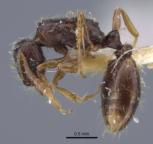 Strongylognathus minutus specimen CASENT0917435 image casent0917435_4