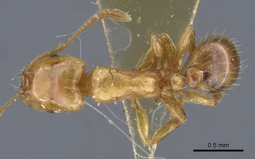 Strongylognathus minutus specimen CASENT0917436 image casent0917436_1