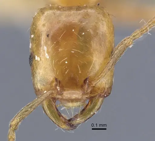Strongylognathus minutus specimen CASENT0917436 image casent0917436_2