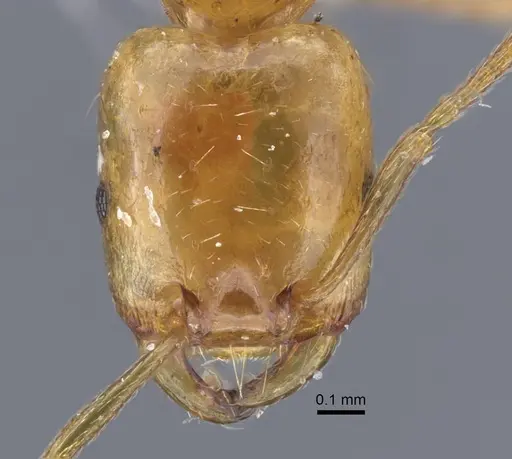 Strongylognathus minutus specimen CASENT0917436 image casent0917436_3