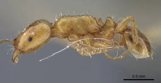 Strongylognathus minutus specimen CASENT0917436 image casent0917436_4