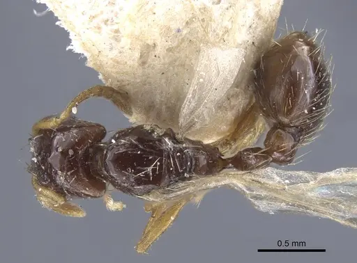 Strongylognathus potanini specimen CASENT0916957 image casent0916957_1