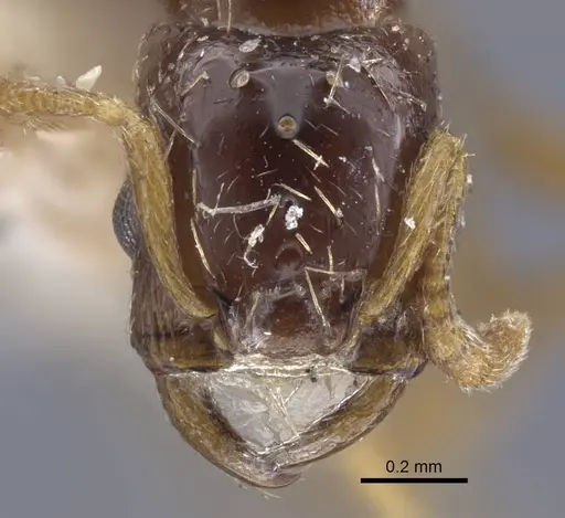 Strongylognathus potanini specimen CASENT0916957 image casent0916957_2