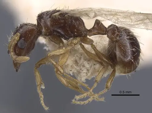 Strongylognathus potanini specimen CASENT0916957 image casent0916957_3