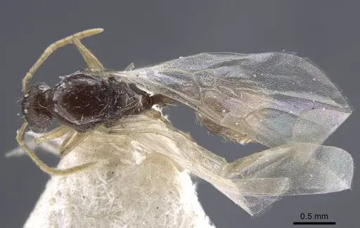 Strongylognathus potanini specimen CASENT0916958 image casent0916958_1