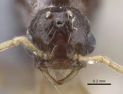 Strongylognathus potanini specimen CASENT0916958 image casent0916958_2
