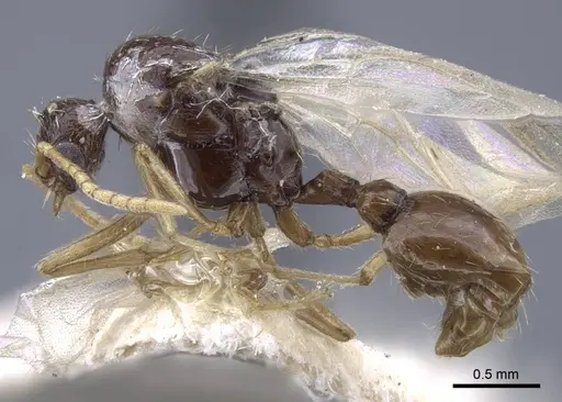 Strongylognathus potanini specimen CASENT0916958 image casent0916958_4