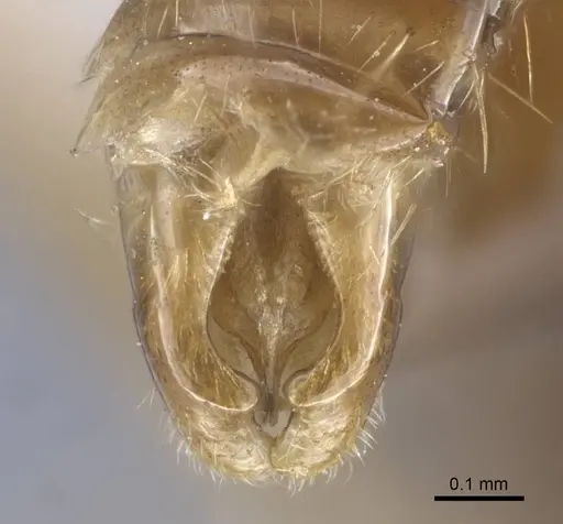 Strongylognathus potanini specimen CASENT0916958 image casent0916958_5