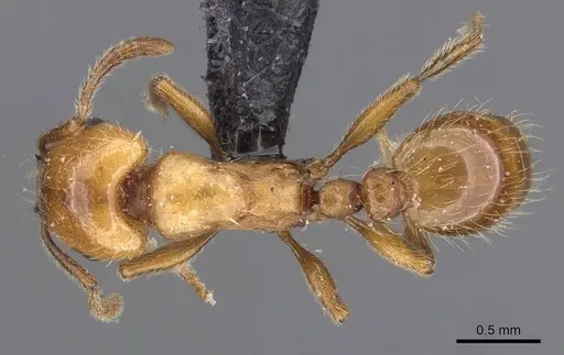 Strongylognathus rehbinderi specimen CASENT0909179 image casent0909179_1