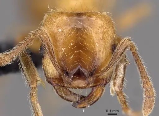 Strongylognathus rehbinderi specimen CASENT0909179 image casent0909179_2