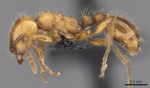 Strongylognathus rehbinderi specimen CASENT0909179 image casent0909179_3
