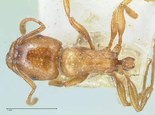 Strongylognathus rehbinderi specimen FOCOL2112 image focol2112_1