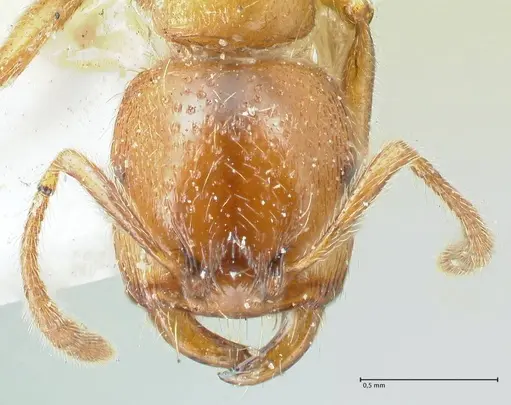 Strongylognathus rehbinderi specimen FOCOL2112 image focol2112_2