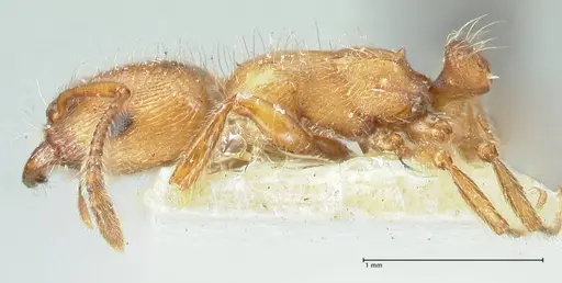 Strongylognathus rehbinderi specimen FOCOL2112 image focol2112_3