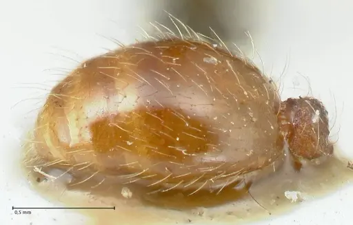 Strongylognathus rehbinderi specimen FOCOL2112 image focol2112_4