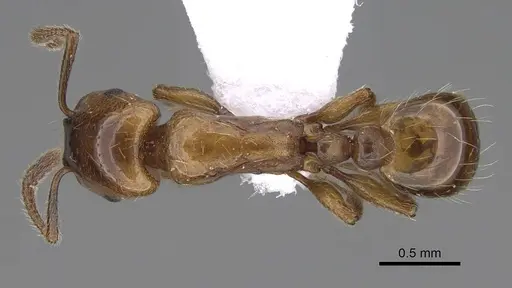 Strongylognathus silvestrii specimen CASENT0914247 image casent0914247_1