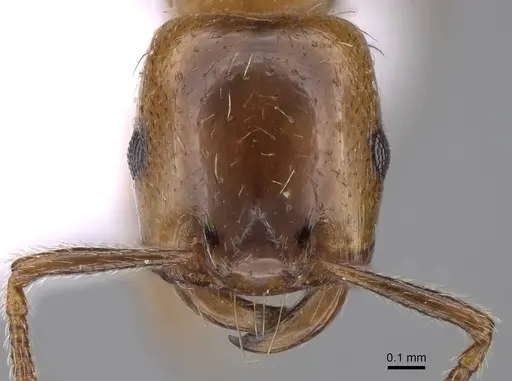 Strongylognathus silvestrii specimen CASENT0914247 image casent0914247_2