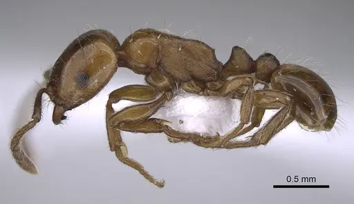 Strongylognathus silvestrii specimen CASENT0914247 image casent0914247_3