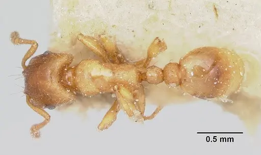 Strongylognathus testaceus specimen CASENT0103240 image casent0103240_1