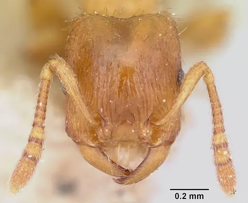 Strongylognathus testaceus specimen CASENT0103240 image casent0103240_2