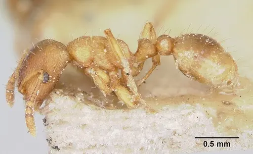 Strongylognathus testaceus specimen CASENT0103240 image casent0103240_3