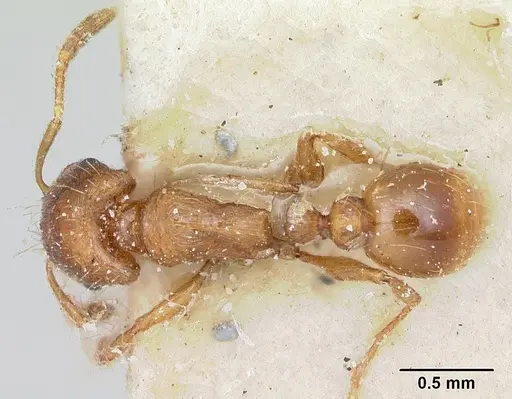 Strongylognathus testaceus specimen CASENT0103241 image casent0103241_1