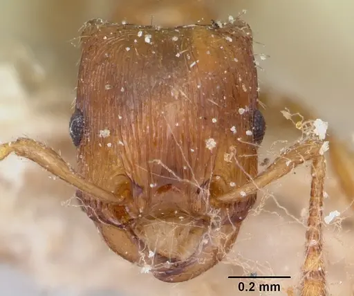 Strongylognathus testaceus specimen CASENT0103241 image casent0103241_2