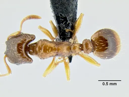 Strongylognathus testaceus specimen CASENT0106266 image casent0106266_1