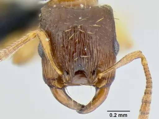Strongylognathus testaceus specimen CASENT0106266 image casent0106266_2
