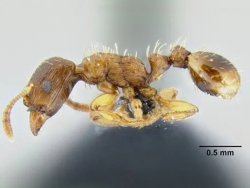 Strongylognathus testaceus specimen CASENT0106266 image casent0106266_3