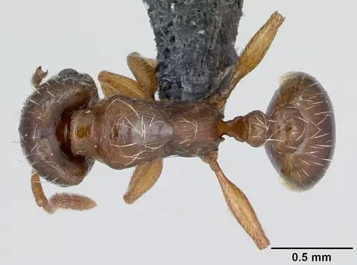 Strongylognathus testaceus specimen CASENT0173184 image casent0173184_1