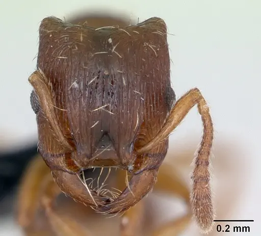 Strongylognathus testaceus specimen CASENT0173184 image casent0173184_2